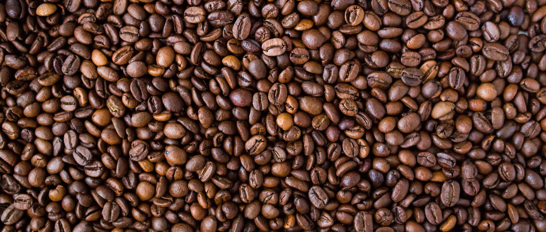 Café de Especialidad vs. Café Común: ¿Cuál es la Diferencia Real?