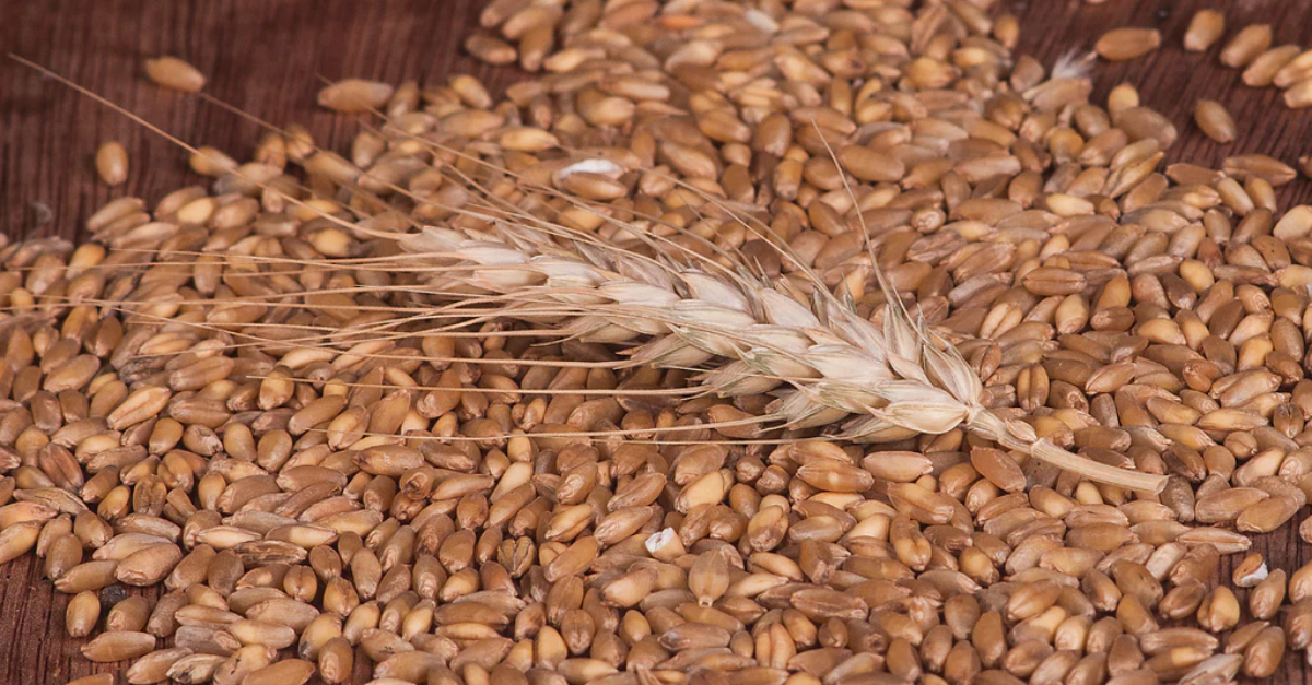 Una Taza de Recuerdos: Redescubriendo el Café de Trigo