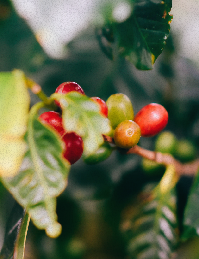 Descubre el Café: Desde la Planta hasta tu Taza